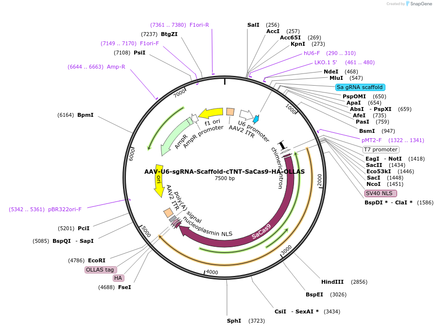 209781-plasmid-map-sequence-id-416839