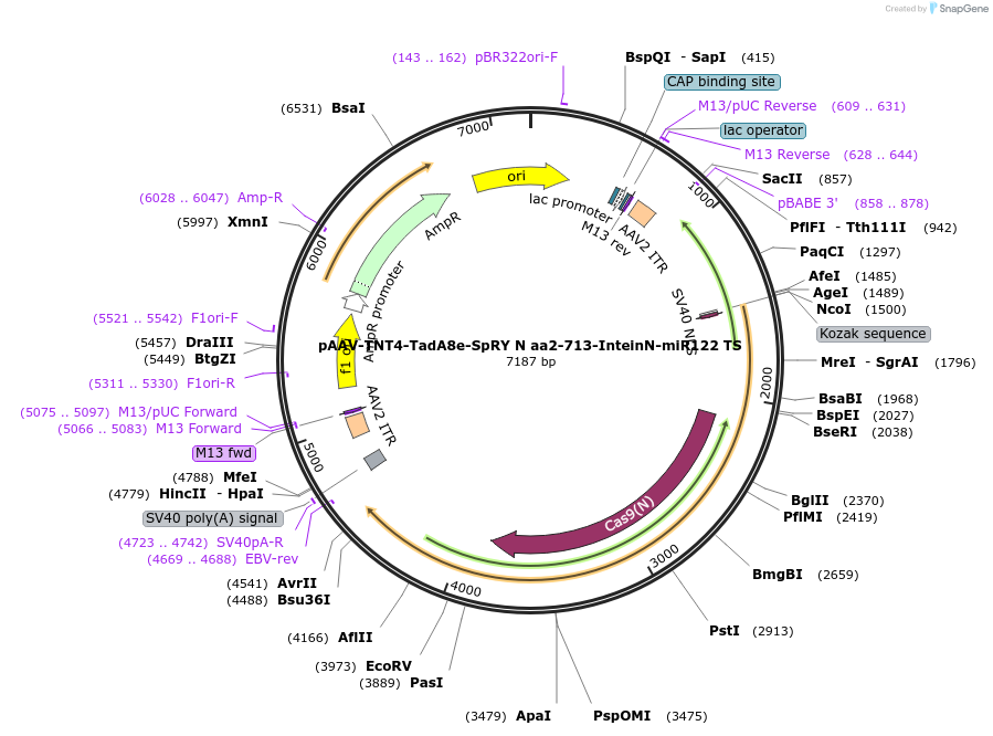 209787-plasmid-map-sequence-id-416840