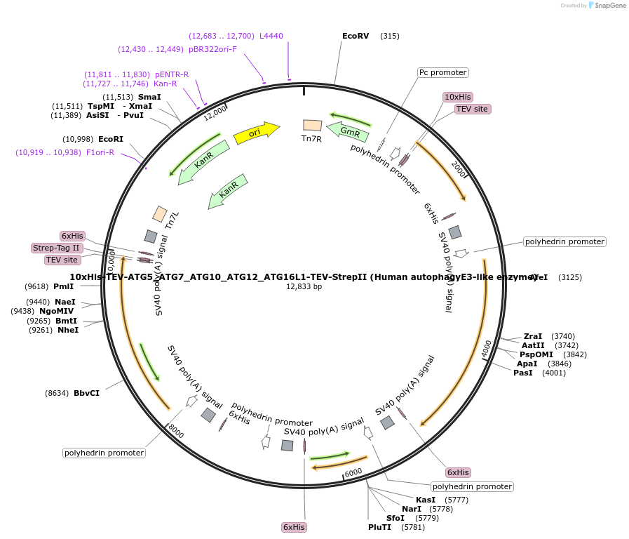 169076-plasmid-map-sequence-id-416841