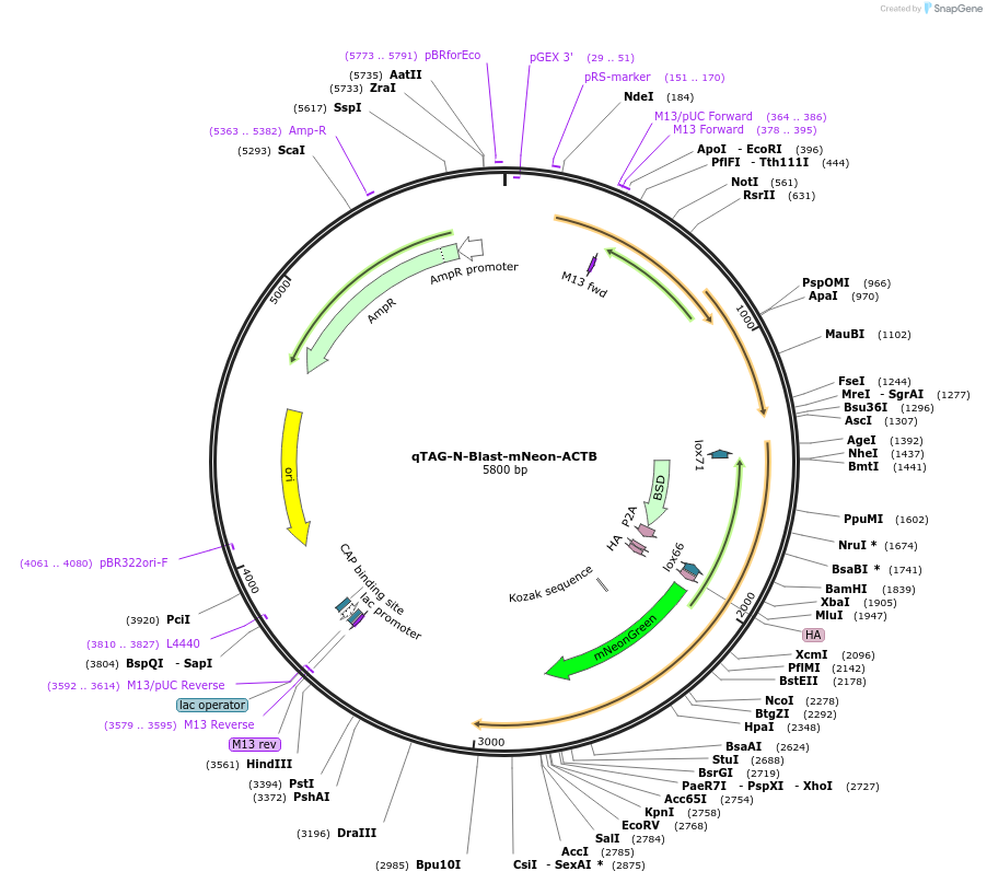 207751-plasmid-map-sequence-id-416864