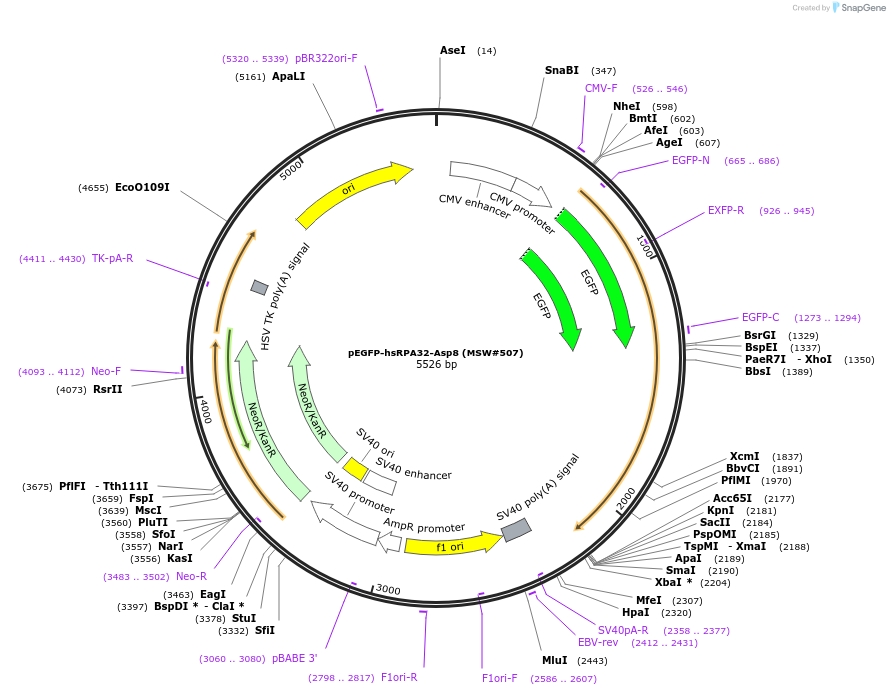 208072-plasmid-map-sequence-id-416902