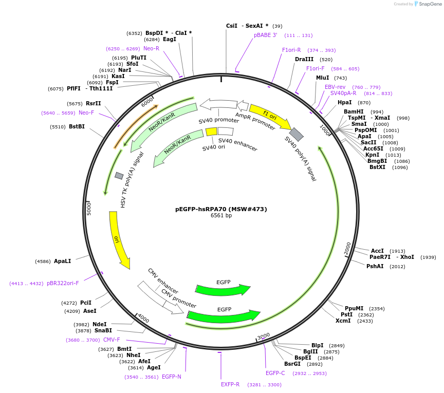 208067-plasmid-map-sequence-id-416904