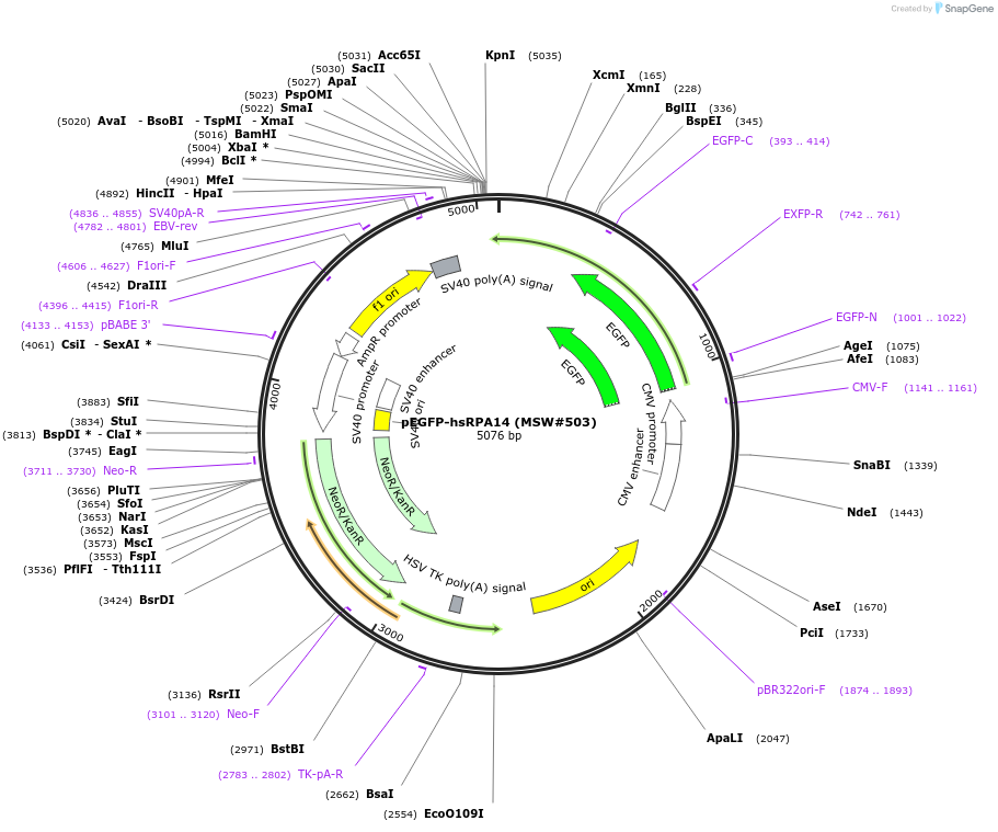 208069-plasmid-map-sequence-id-416906