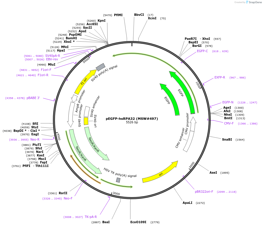 208068-plasmid-map-sequence-id-416908