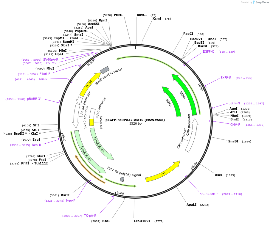 208073-plasmid-map-sequence-id-416910