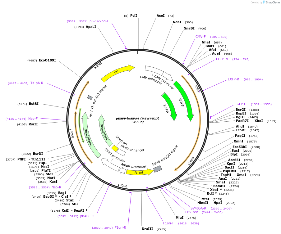 208070-plasmid-map-sequence-id-416911