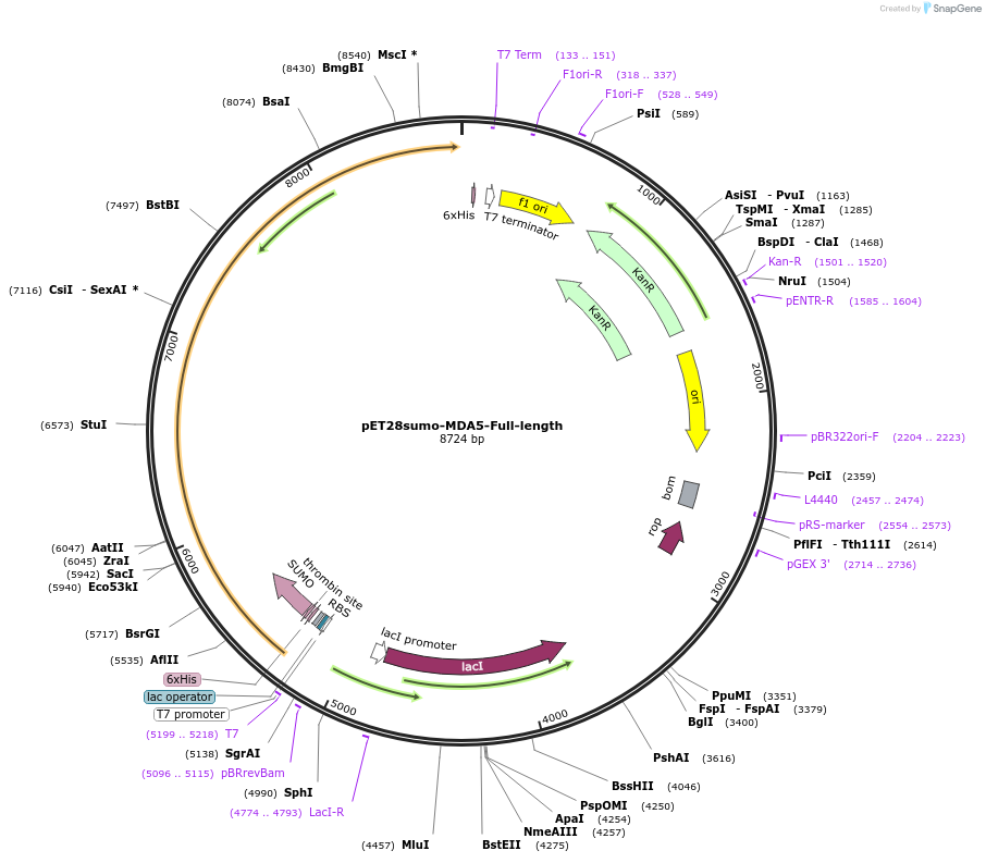 210826-plasmid-map-sequence-id-416918