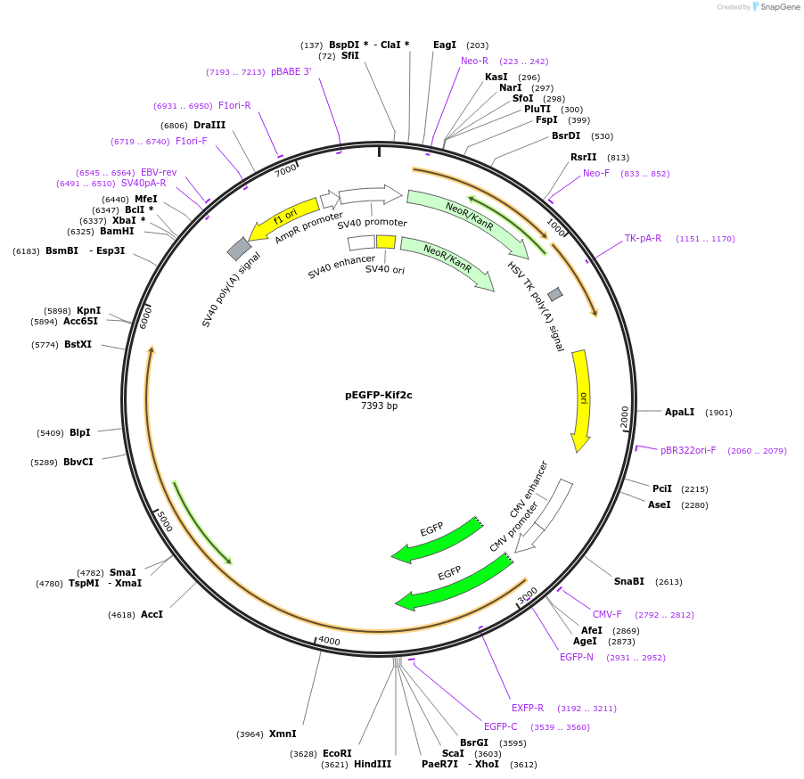 208651-plasmid-map-sequence-id-416925