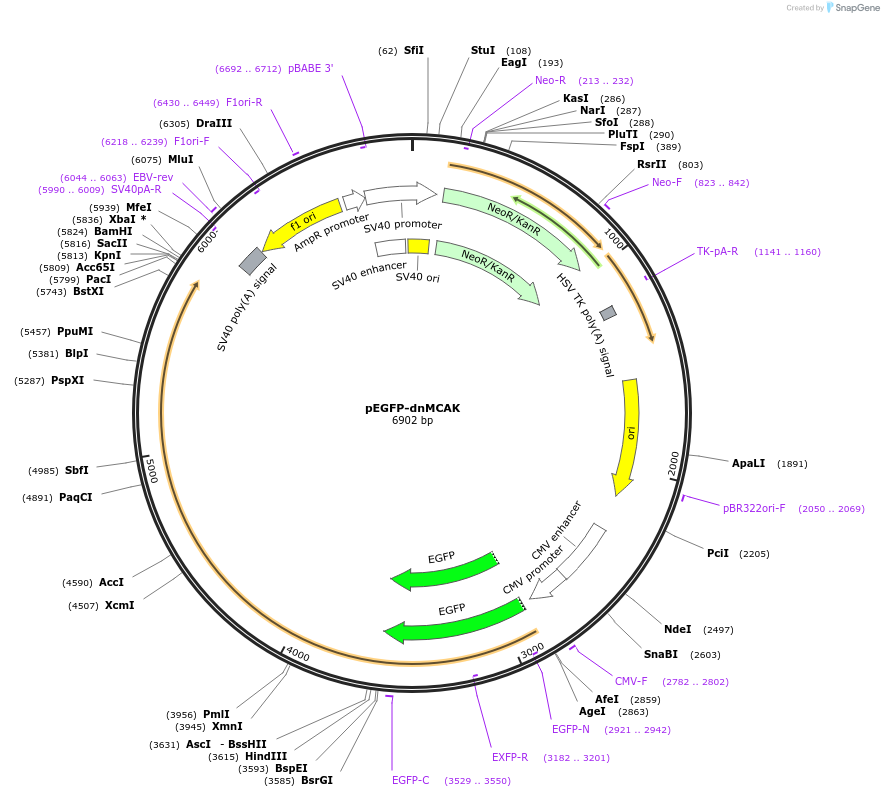 208650-plasmid-map-sequence-id-416926