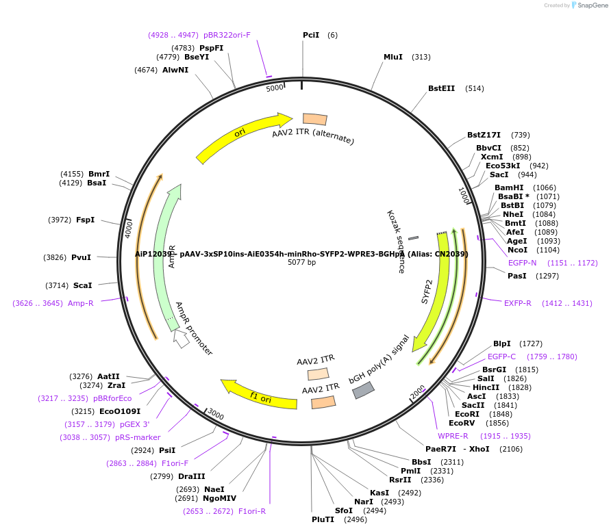 208401-plasmid-map-sequence-id-416929