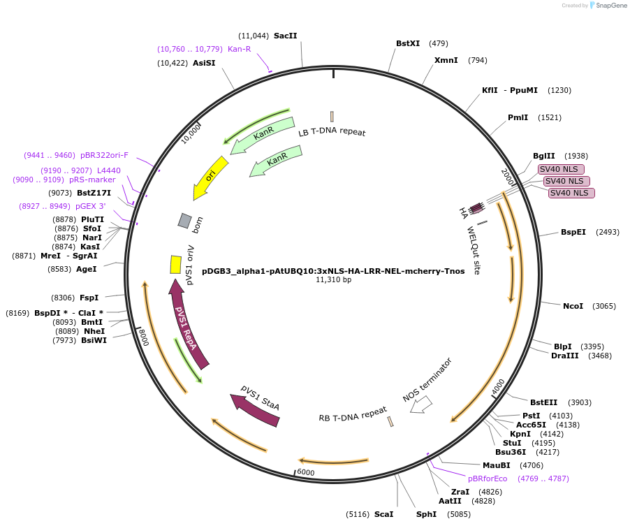 211841-plasmid-map-sequence-id-416932
