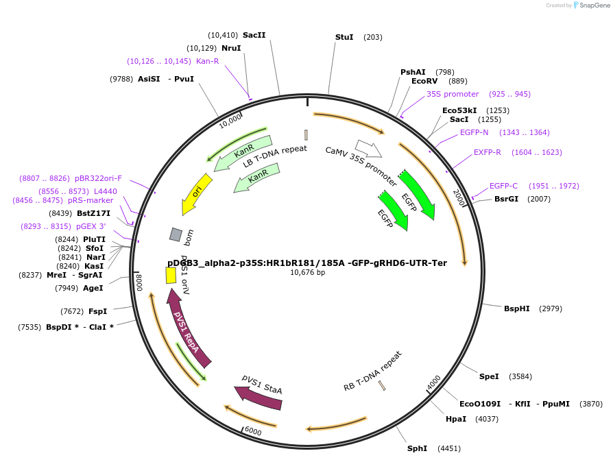 211847-plasmid-map-sequence-id-416934