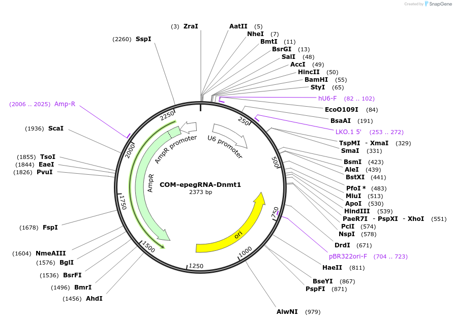 211376-plasmid-map-sequence-id-416935
