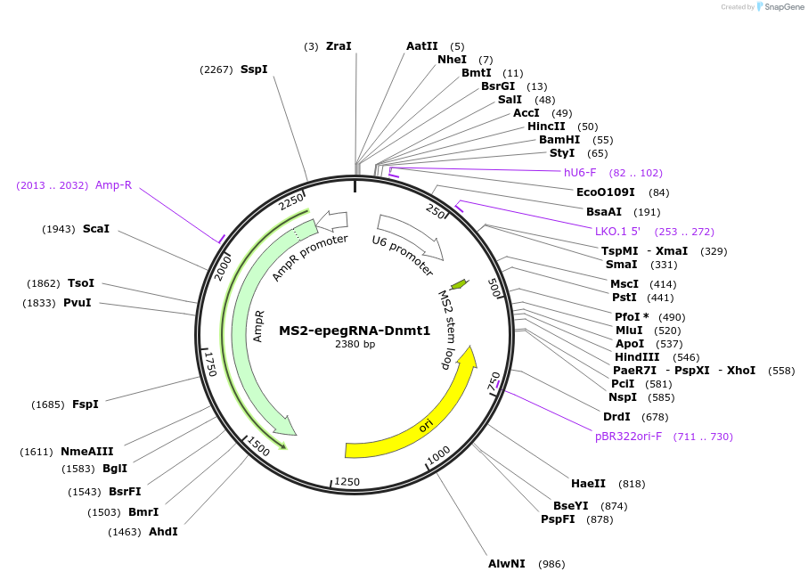 211372-plasmid-map-sequence-id-416936
