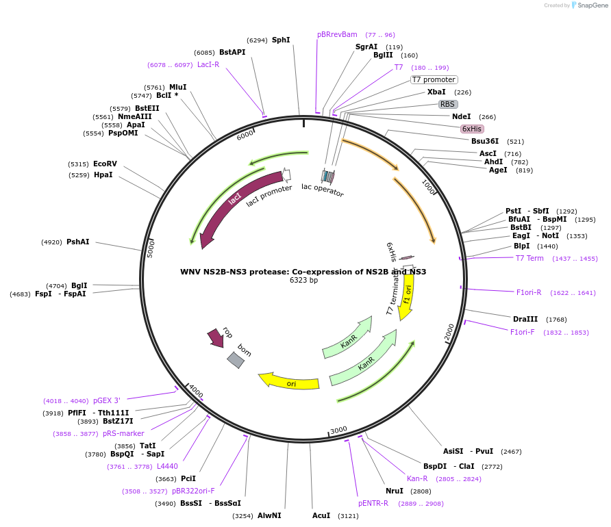 204806-plasmid-map-sequence-id-416941