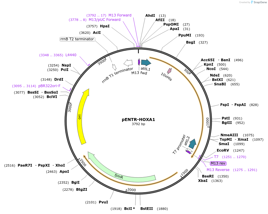 47054-plasmid-map-sequence-id-416942