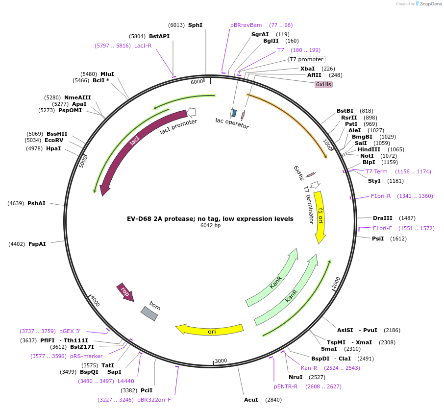 204805-plasmid-map-sequence-id-416943