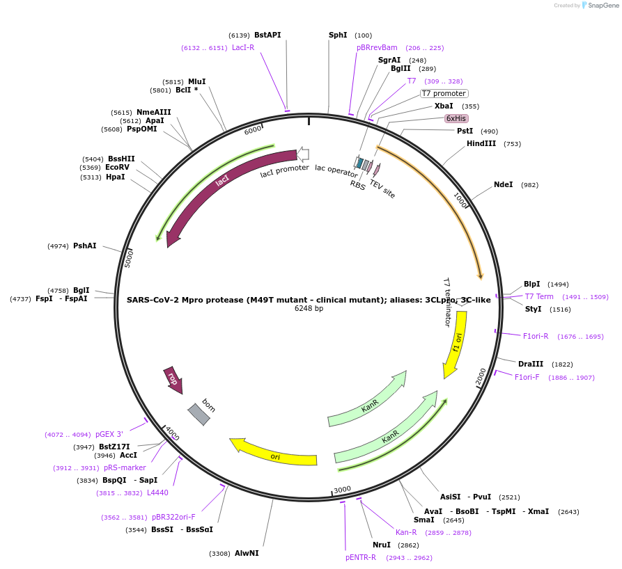 204779-plasmid-map-sequence-id-416944