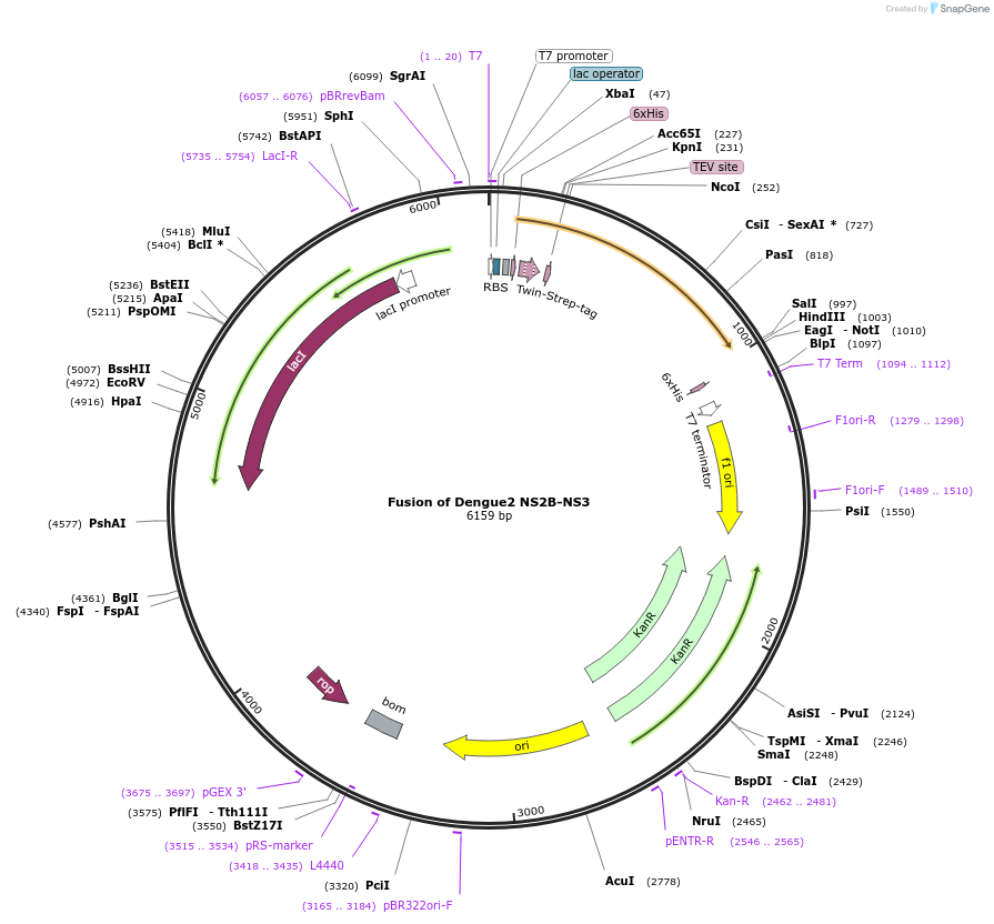 204800-plasmid-map-sequence-id-416947
