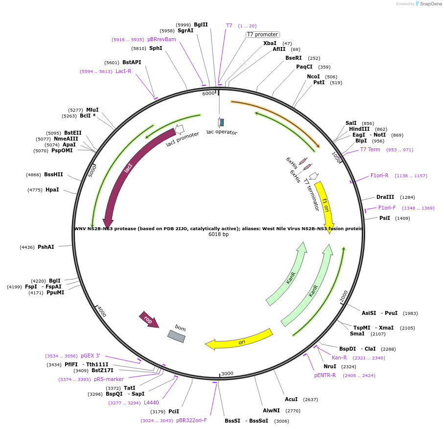 204799-plasmid-map-sequence-id-416948
