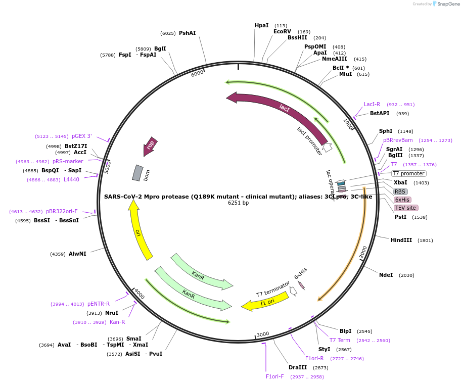 204784-plasmid-map-sequence-id-417052