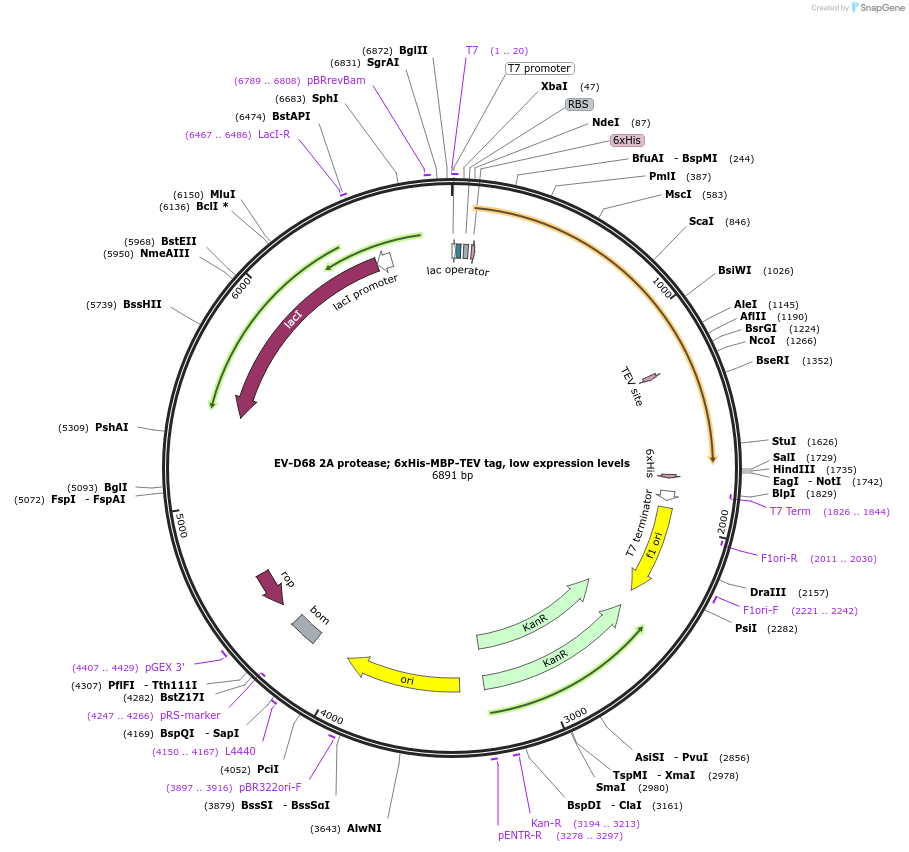 204803-plasmid-map-sequence-id-417053