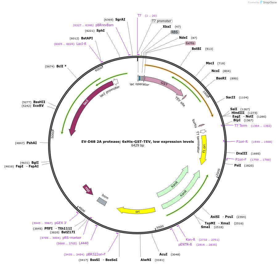 204804-plasmid-map-sequence-id-417056