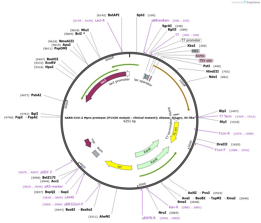 204783-plasmid-map-sequence-id-417057