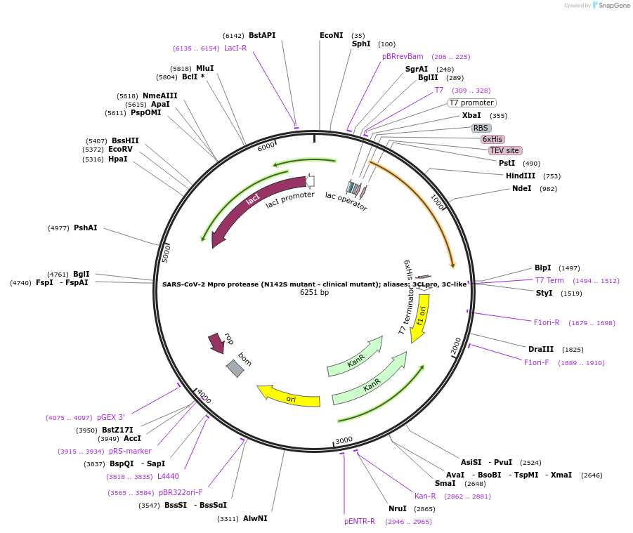 204782-plasmid-map-sequence-id-417059