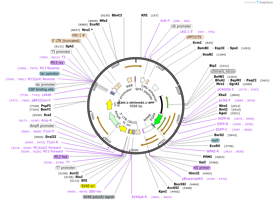 209095-plasmid-map-sequence-id-417079