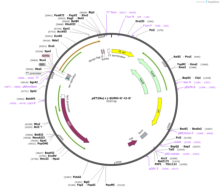 209120-plasmid-map-sequence-id-417087