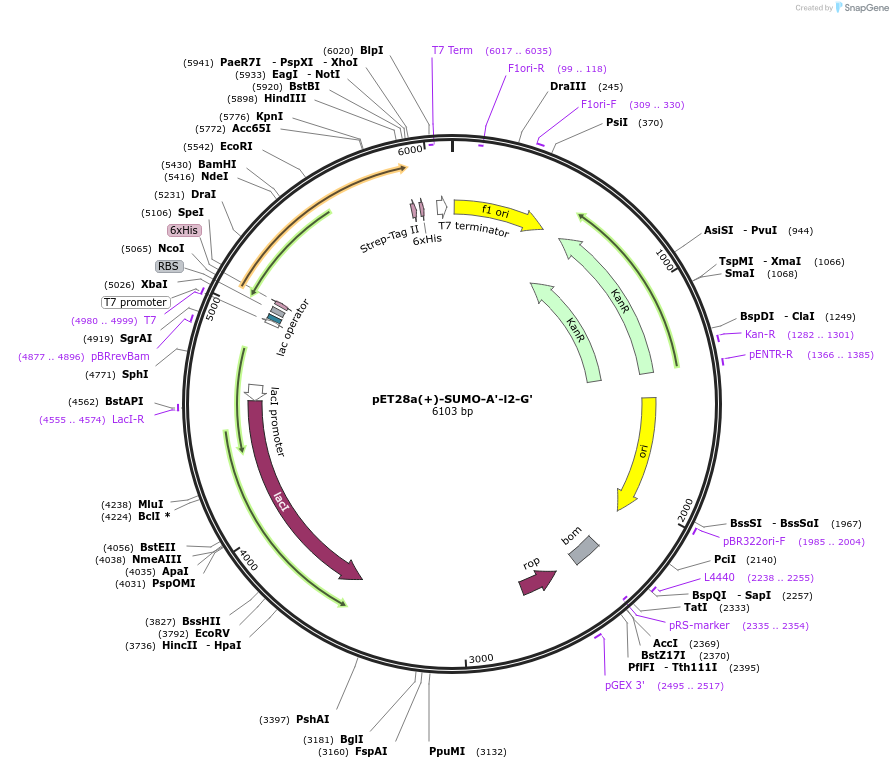 209122-plasmid-map-sequence-id-417090