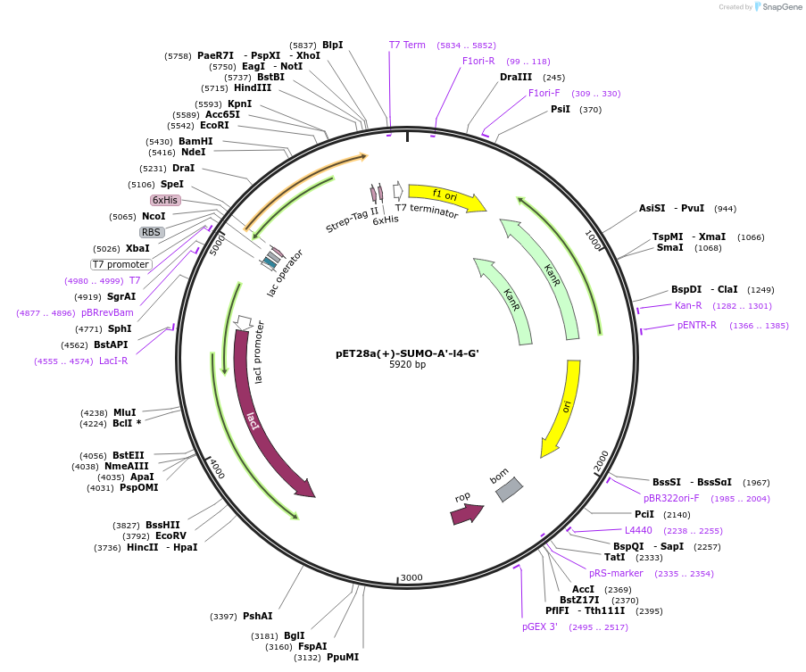 209124-plasmid-map-sequence-id-417092