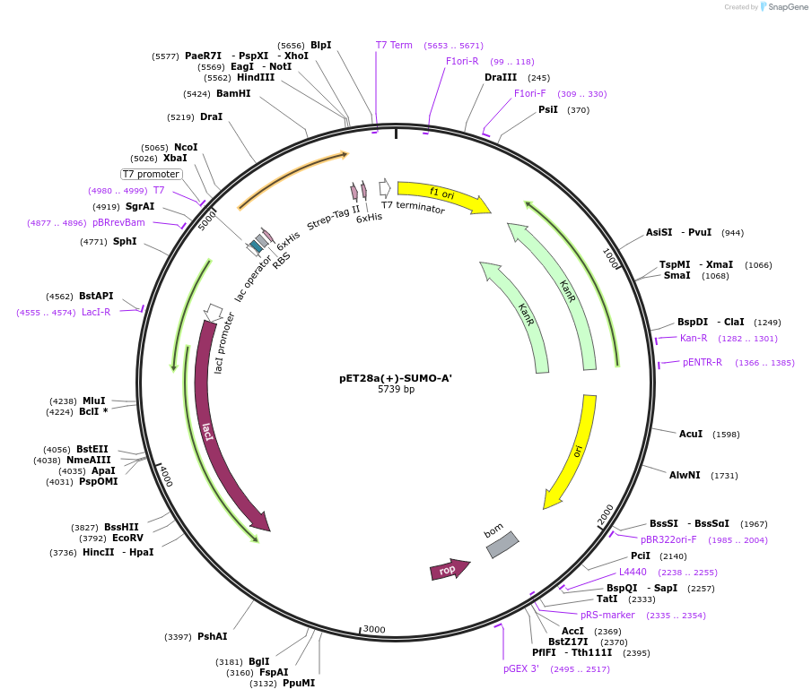 209115-plasmid-map-sequence-id-417094