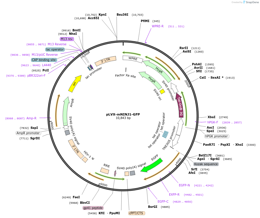 208775-plasmid-map-sequence-id-417108