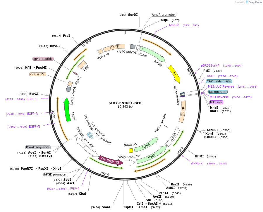 208779-plasmid-map-sequence-id-417110
