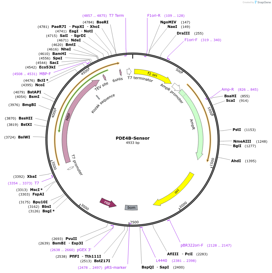 208929-plasmid-map-sequence-id-417117