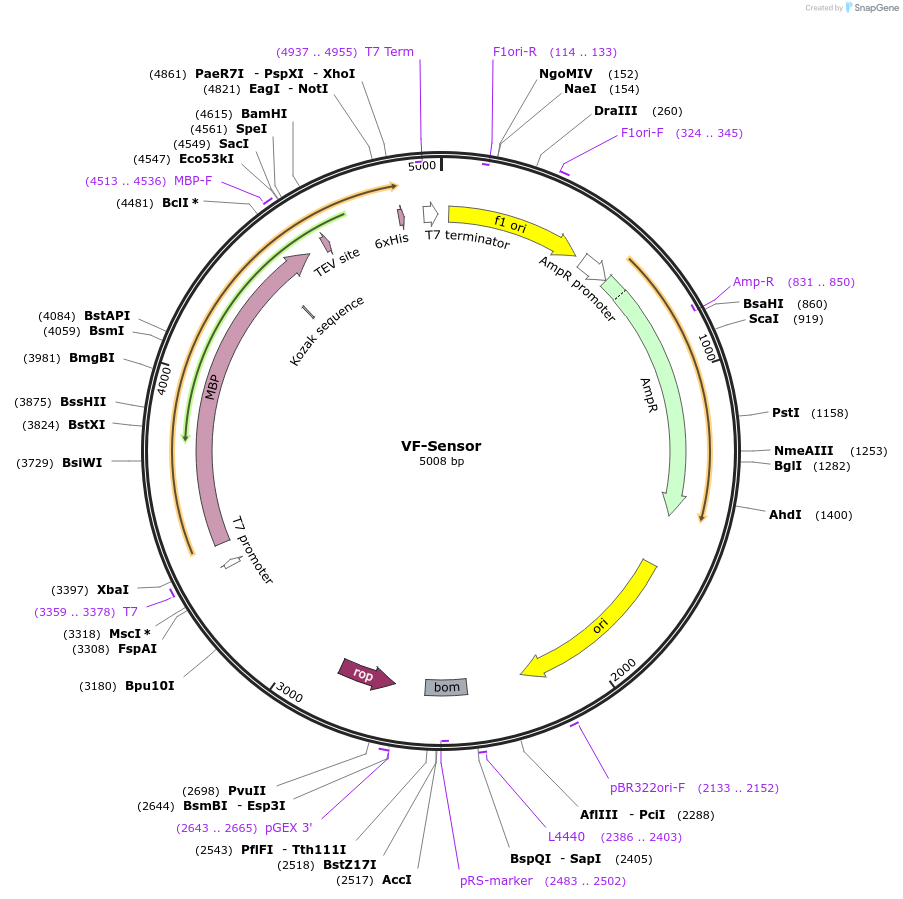 208927-plasmid-map-sequence-id-417118