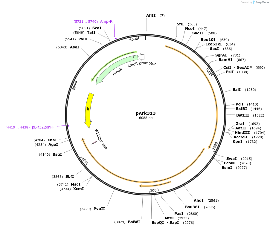 200257-plasmid-map-sequence-id-417137