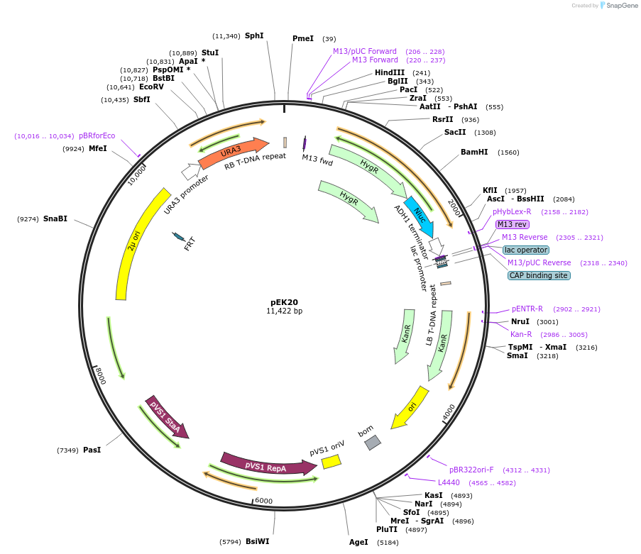 210582-plasmid-map-sequence-id-417141