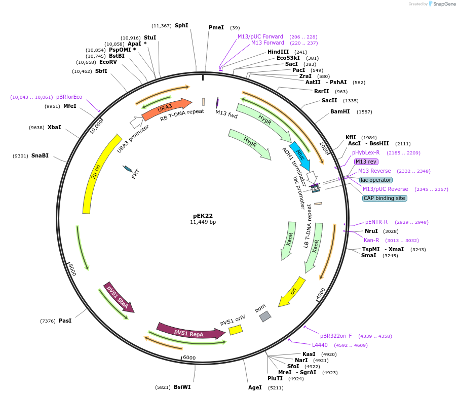 210588-plasmid-map-sequence-id-417142