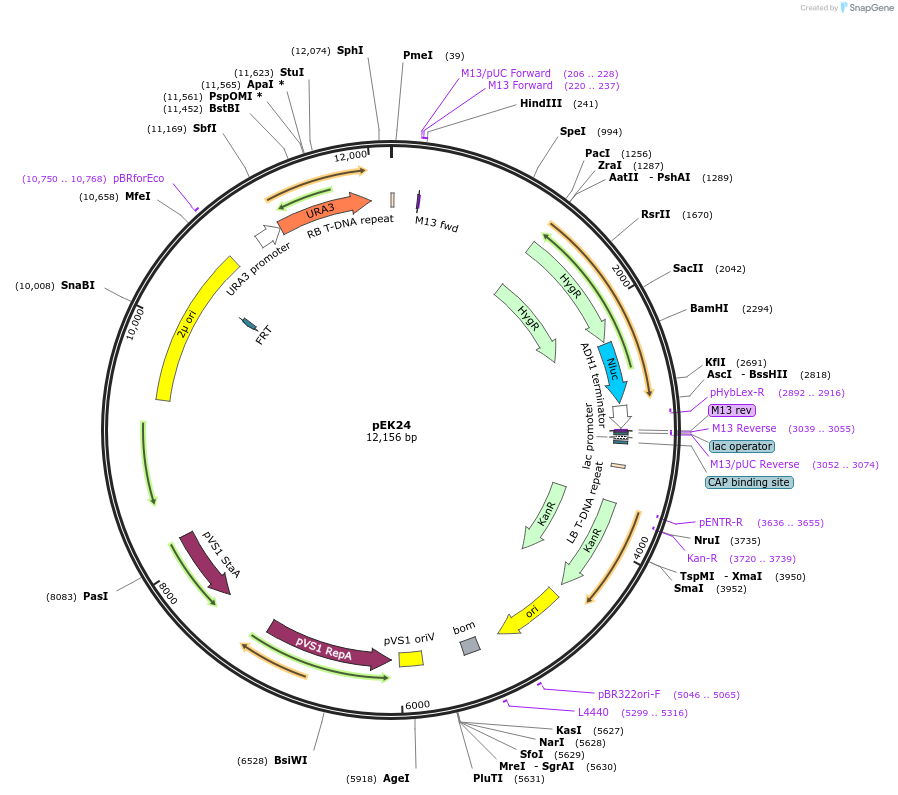 210597-plasmid-map-sequence-id-417144