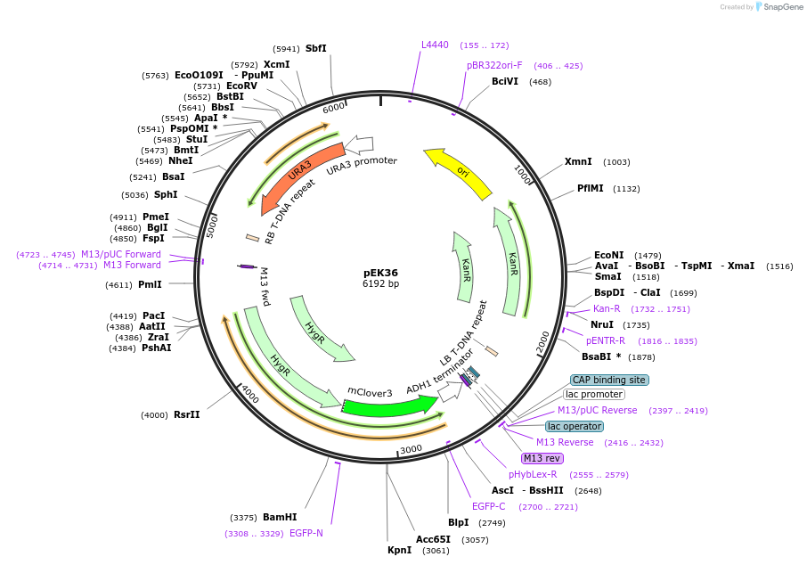 210598-plasmid-map-sequence-id-417145