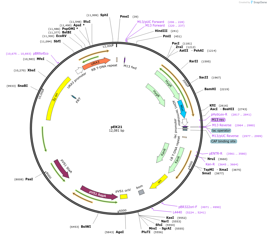 210586-plasmid-map-sequence-id-417150