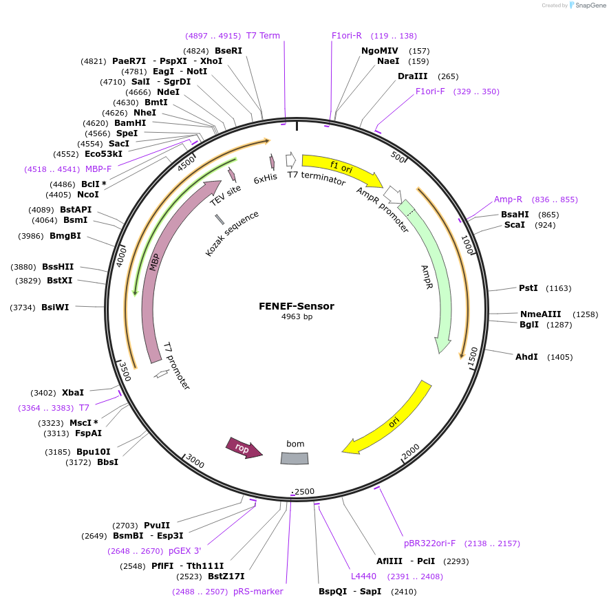 208930-plasmid-map-sequence-id-417151