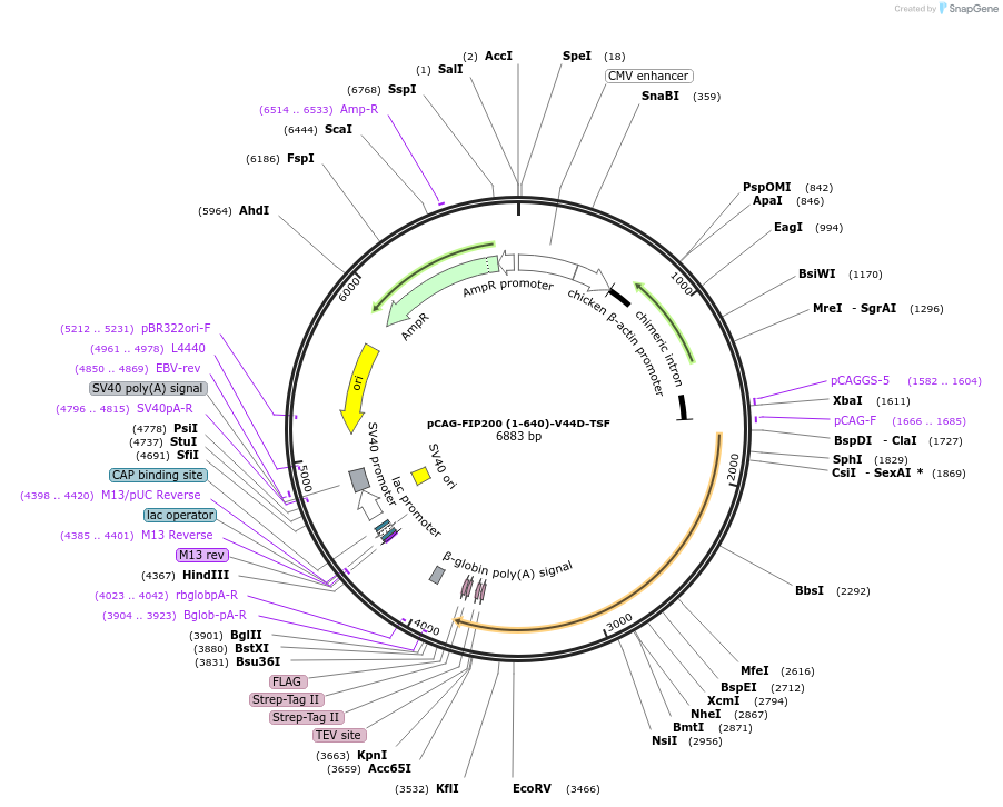 210843-plasmid-map-sequence-id-417152