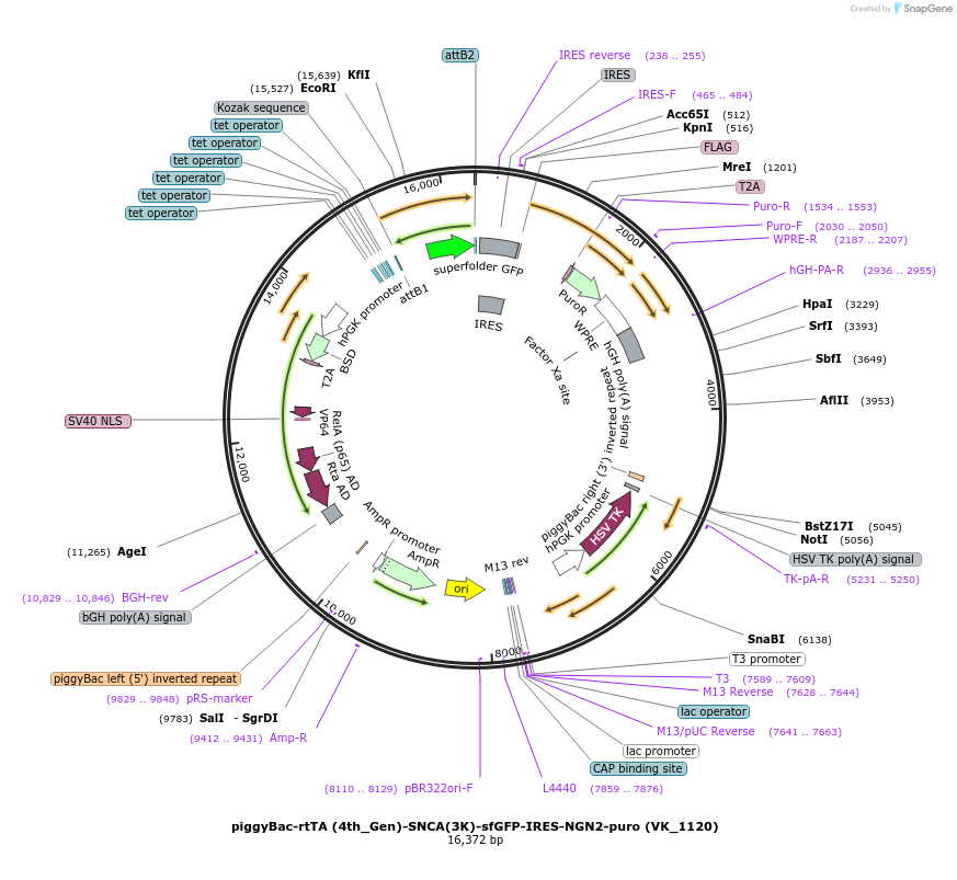 209078-plasmid-map-sequence-id-417154