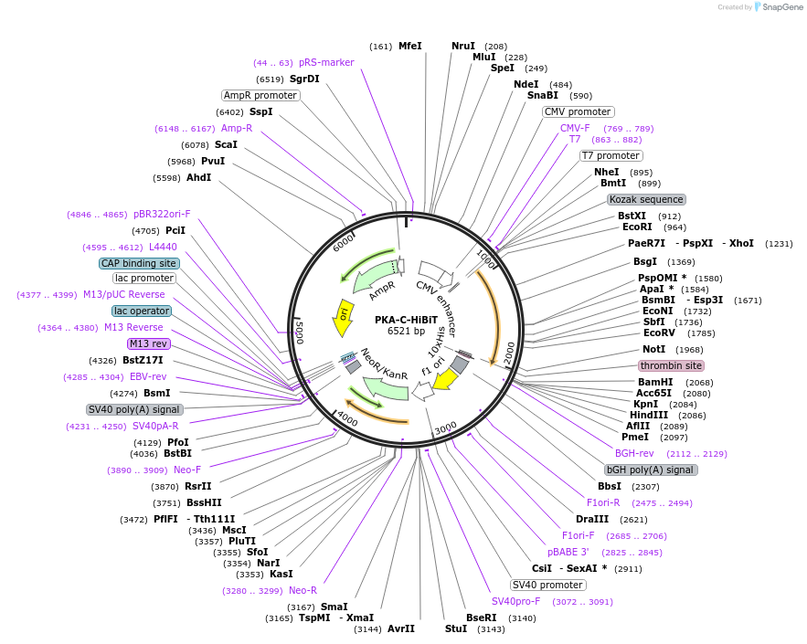 211378-plasmid-map-sequence-id-417162