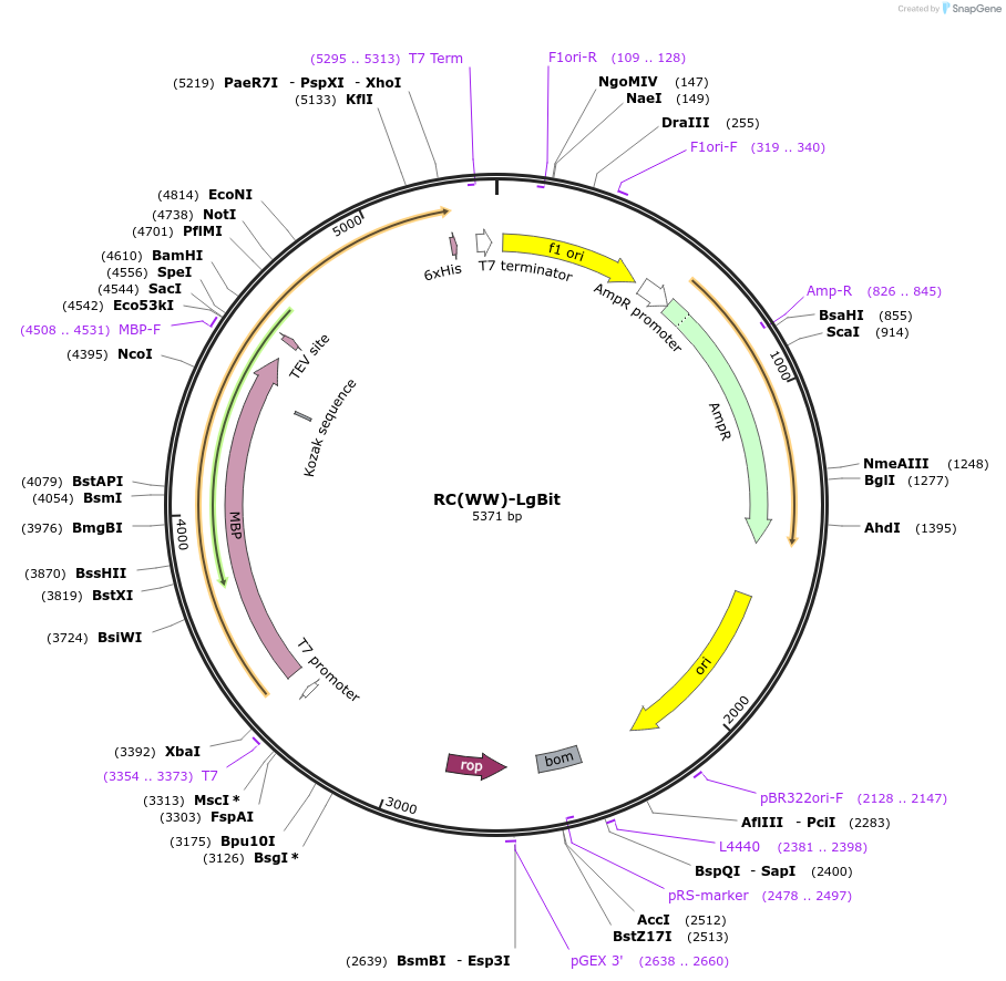 208931-plasmid-map-sequence-id-417164