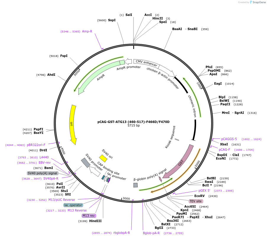 210844-plasmid-map-sequence-id-417168